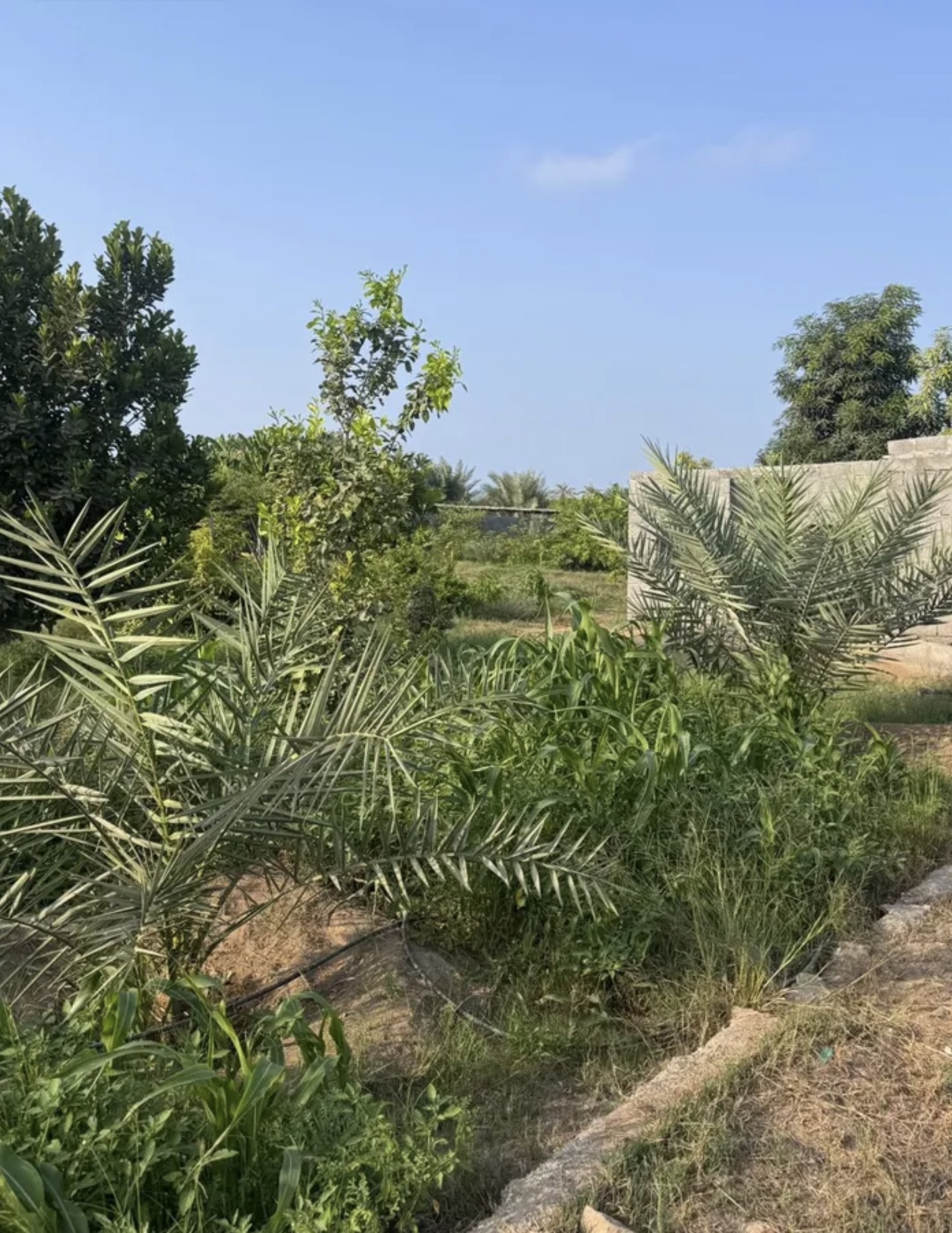 Agricultural land in Al-Hajari (Al-Khaboura) 3